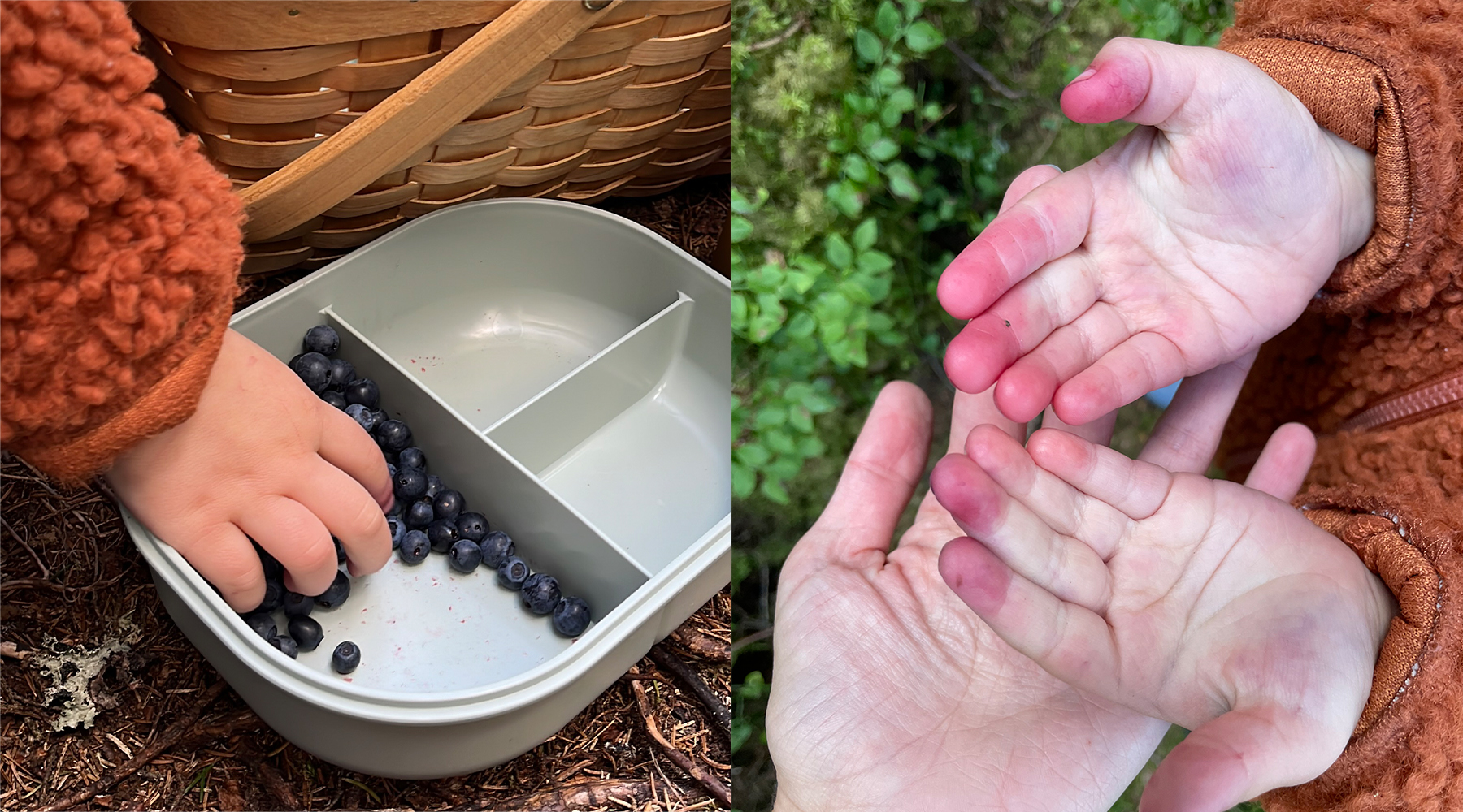 Children picking blueberries and showing their blue-stained hands